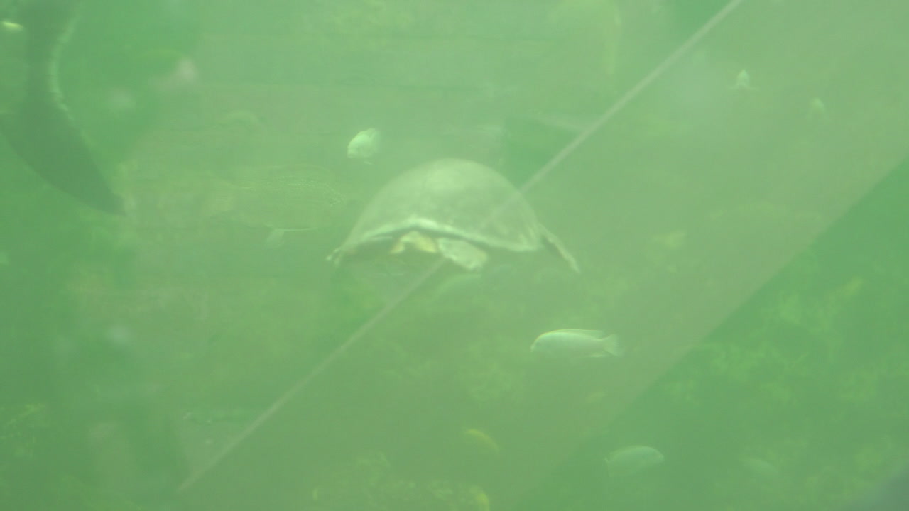 수족관에서 수영하는 플라이 강 거북