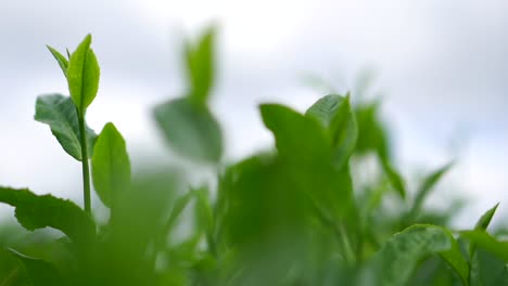vista en primer plano de una hermosa planta de té verde con hojas vibrantes