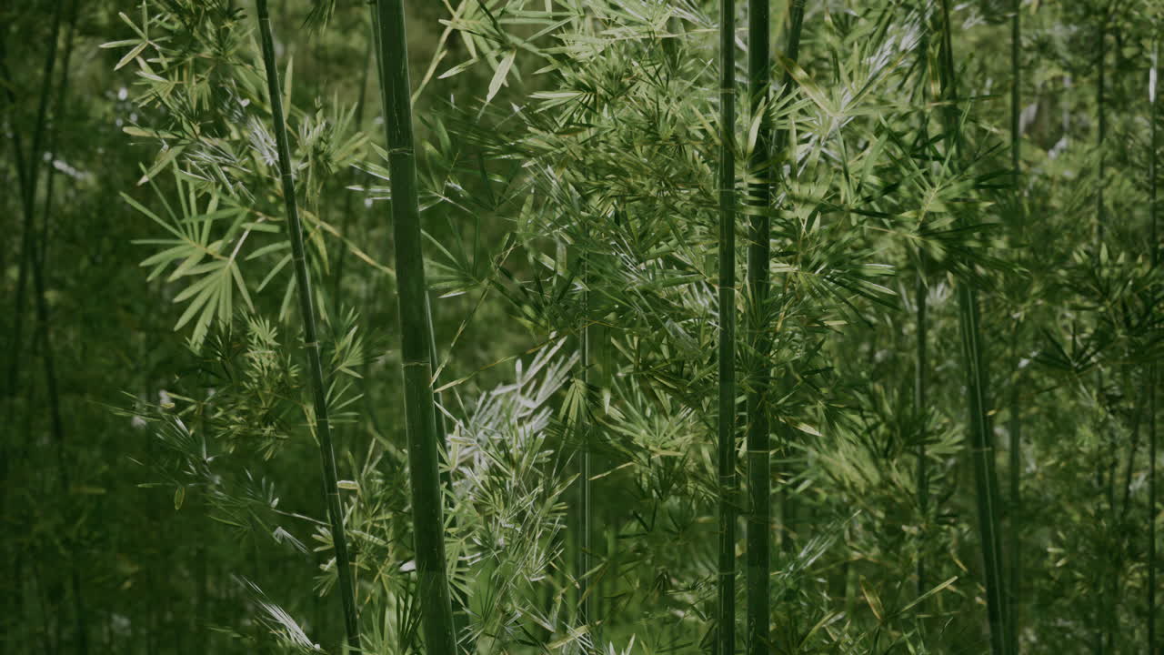 깊은 안개 속의 대나무 녹색 숲