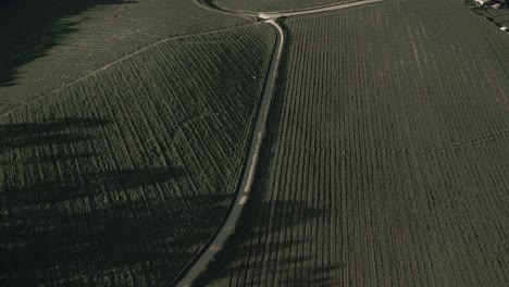 Viñedos-Cerca-De-Los-Caminos-Rurales