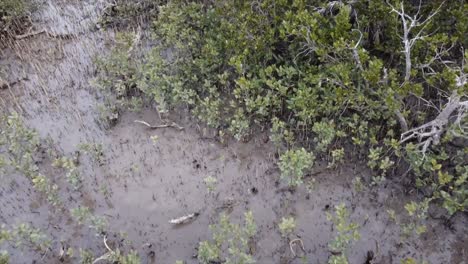 toma giratoria de drones para mostrar el primer plano del humedal