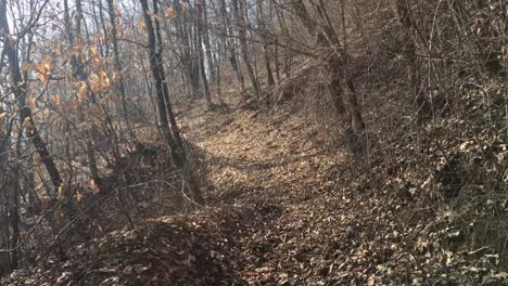 Walking-on-a-forest-road,-early-spring-season