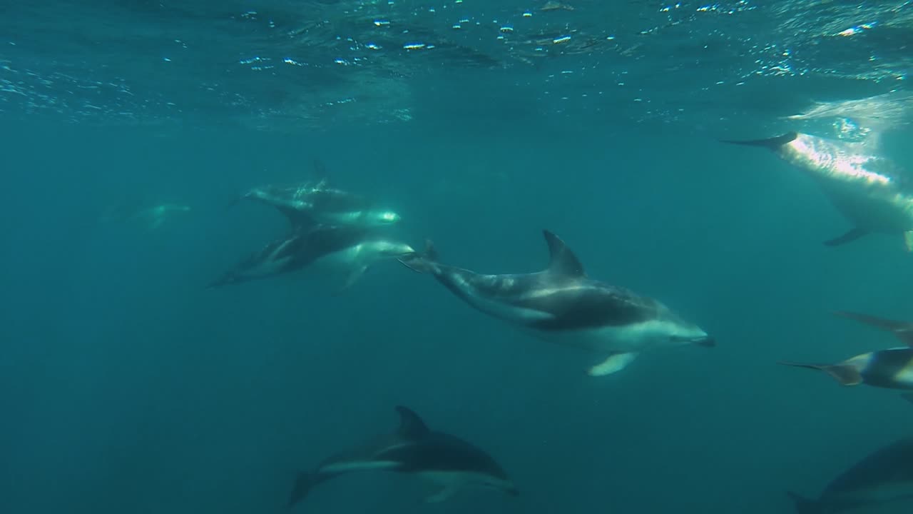 group of dolphins swimming away underwater shot, slow motion