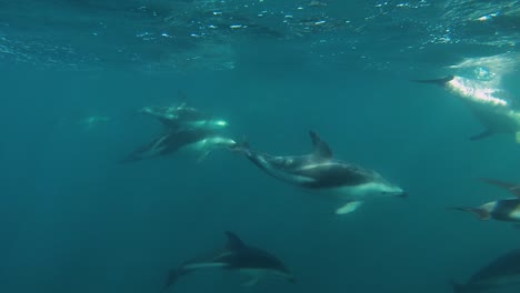 grupo de delfines nadando bajo el agua, cámara lenta