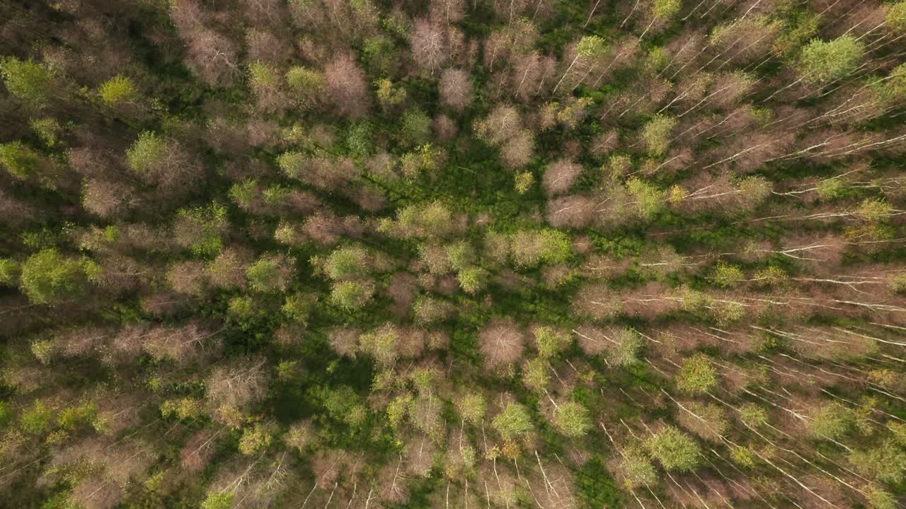AERIAL: Top Down Shot of Forest on a Sunny Day in Autumn