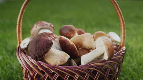 basket with appetizing wild mushrooms lie in a wicker basket