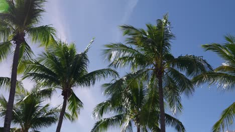 green palm trees gently moving in the breeze against a blue sky background on a sunny summers day