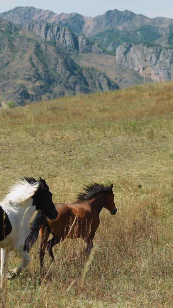Horses couple and foal run gracefully along pasture glass slow motion. Healthy livestock grazes on field on summer day. Environment and wild nature