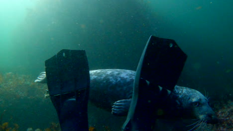 Kegelrobbe-Schwimmt-Während-Eines-Tauchgangs-In-Percé,-Quebec,-In-Der-Nähe-Von-Tauchern