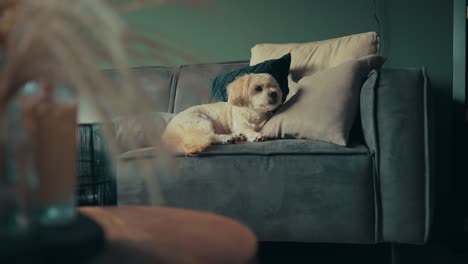 shih tzu boomer dog yawns while sitting on sofa