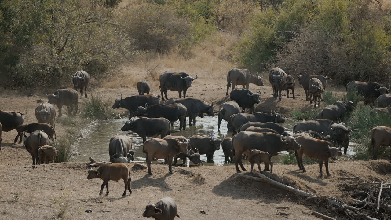 African Buffalo at a Waterhole