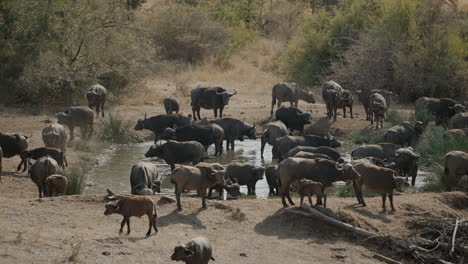 african buffalo at a waterhole