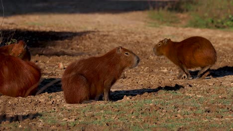capybaras in their natural habitat in the pantanal, brazil