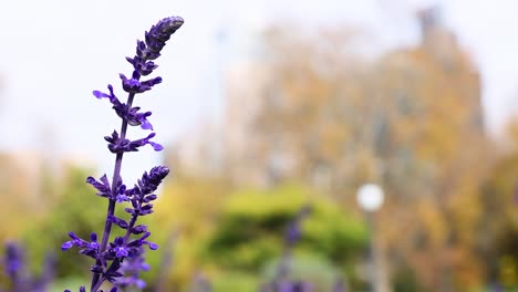 la flor de lavanda se balancea en el parque de melbourne