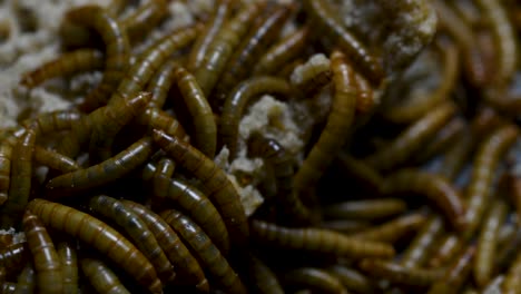 the mealworm is a species of darkling beetle used to feed pets like fish, snakes, birds, and frogs