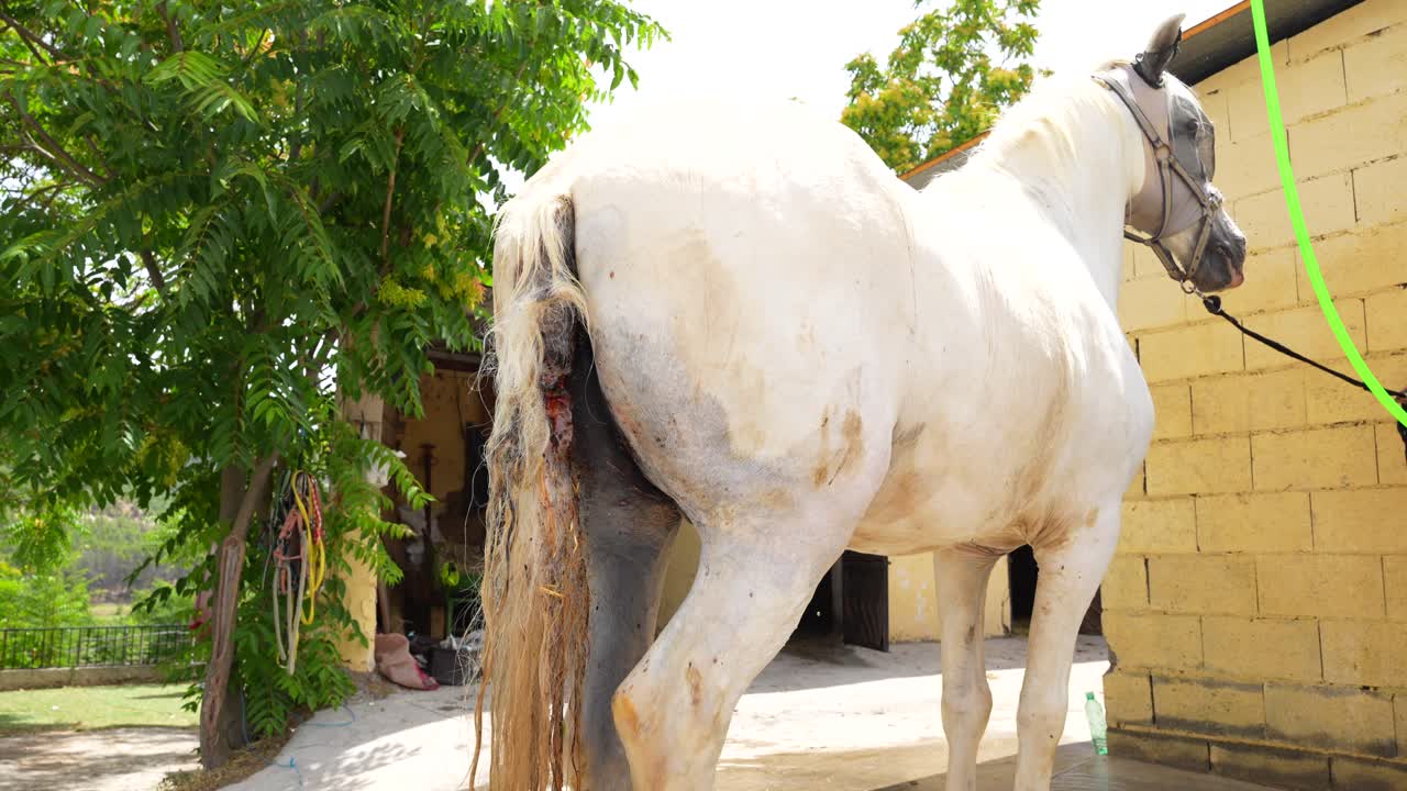 Rear view of a white horse in the stables showing a bloody tail from a cancerous condition, 4K