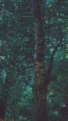 un árbol alto con hojas verdes en un bosque exuberante