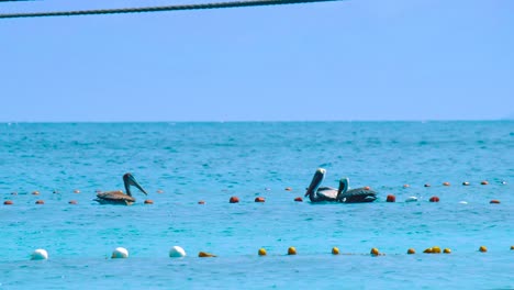 Maravilloso-Paisaje-De-Pelícanos-Flotando-Juntos-En-El-Agua-Junto-A-La-Red-De-Pesca-En-Curacao---Toma-Constante