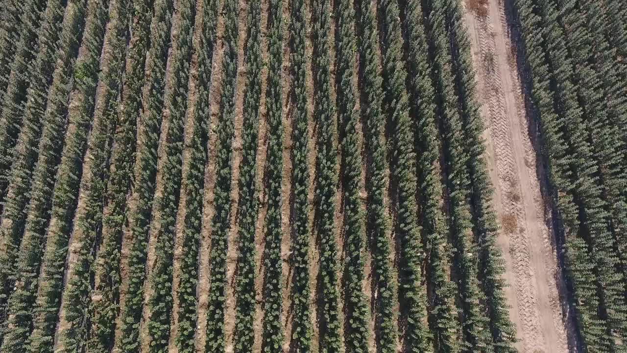 imágenes aéreas de aviones no tripulados de un huerto simétrico de árboles verdes
