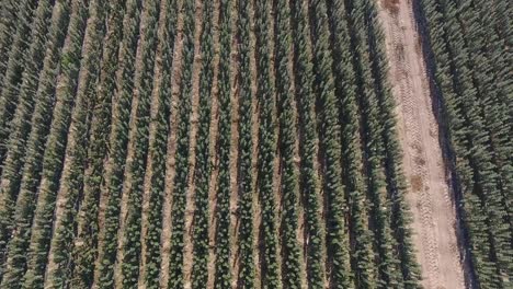 aerial drone footage of symmetrical green tree sapling orchard