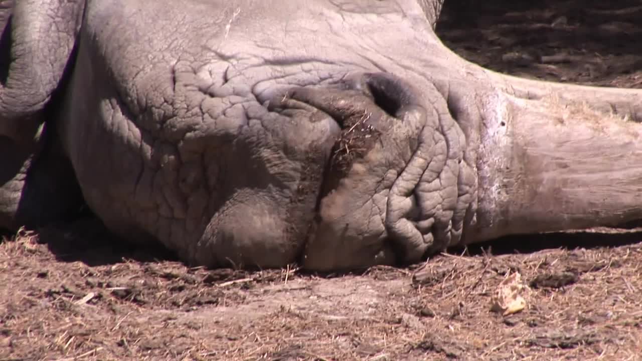 el rinoceronte en la naturaleza