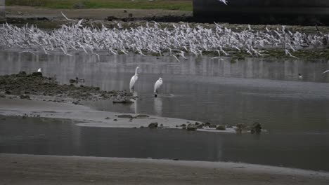 en cámara lenta: tres grandes garzas paseando en la laguna de malibu mientras las ternas vuelan en el fondo