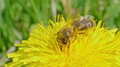 slow motion shot of a bee perched on a yellow dandelion flower sucking honey