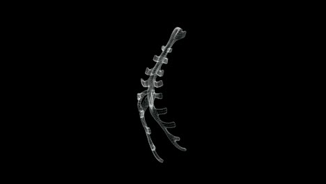 pantalla 3d del esternón y las costillas estructura ósea en el cuerpo humano - bucle