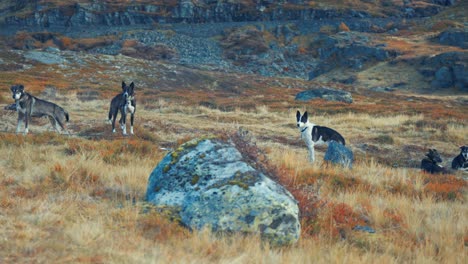 A-pack-of-sled-dogs-resting-in-the-autumn-tundra