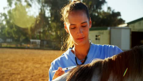 Veterinarian-doctor-giving-an-injection-to-the-horse-4k