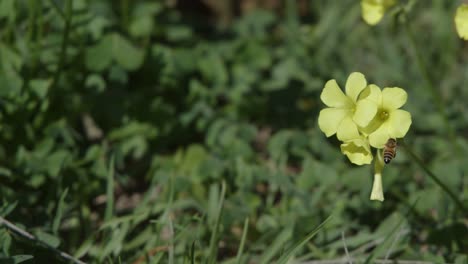Bee flies toward yellow sourgrass flower in windy coastal grassland, natural sunlight, static camera