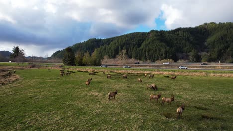 4k aerial drone shot showing pack of wild elk at dean creek in reedsport, oregon