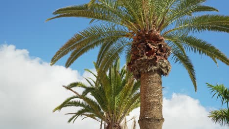 Tall palm trees on a sunny and cloudy day near the beach, static closeup slow motion