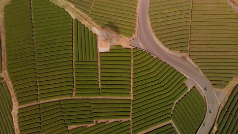 un dron que se eleva lentamente sobre la granja de té verde obuchi sasaba en japón con gente