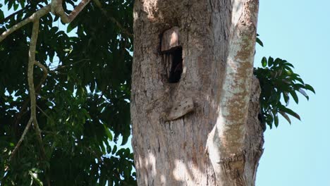 Un-Nido-Preparado-Por-El-Cálao-Hembra-Mientras-Muestra-Su-Cabeza-Un-Poco,-Gran-Cálao-Indio-Buceros-Bicornis,-Parque-Nacional-Khao-Yai,-Tailandia