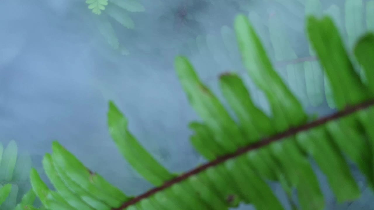 hermosos y grandes helechos verdes esmeralda saludables que crecen bajo la sombra, con humo de fuego corriendo a través de las hojas cuando sopla el viento