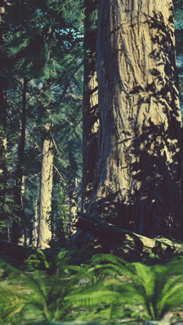 majestic forest scene: sunlight dappled through ancient trees