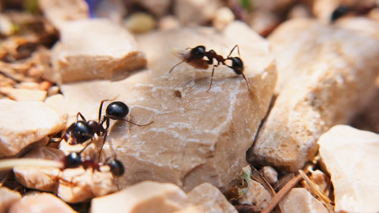 뜨거운 오후 에 은 야외 환경 에서 돌 에 함께 일 하는 개미 들