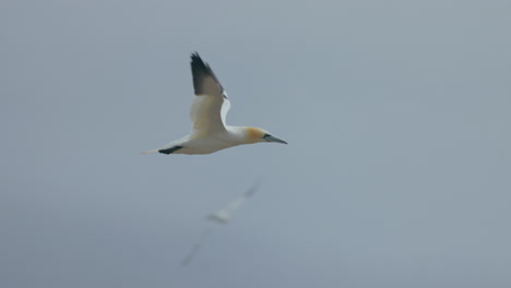 gannet del norte en vuelo en 4k 60 fps cámara lenta tomada en ile bonaventure en perce, quebec, gaspésie, canadá