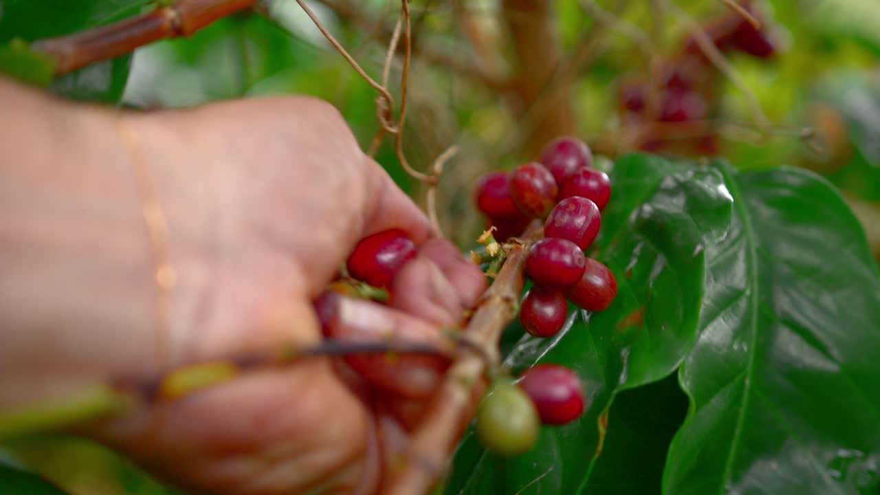 Un primo piano cattura un uomo che raccoglie meticolosamente chicchi di caffè rossi e maturi da una pianta rigogliosa in una vivace piantagione di caffè annidata tra le montagne di Yauco, Porto Rico