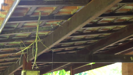dos colibríes jóvenes uno frente al otro practicando un comportamiento de apareamiento antes de llegar a la edad adulta