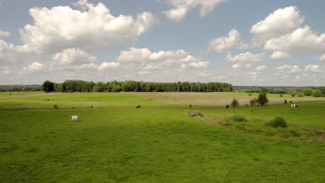 cinematic scenery above the green field, cows are standing in the field, in the blue sky you can see beautiful clouds, on the horizon a belt of trees