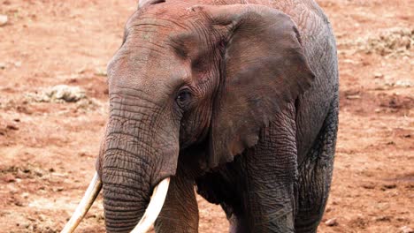 Close-Up-of-African-Bush-Elephant-Walking-In-Aberdare-National-Park-In-Kenya