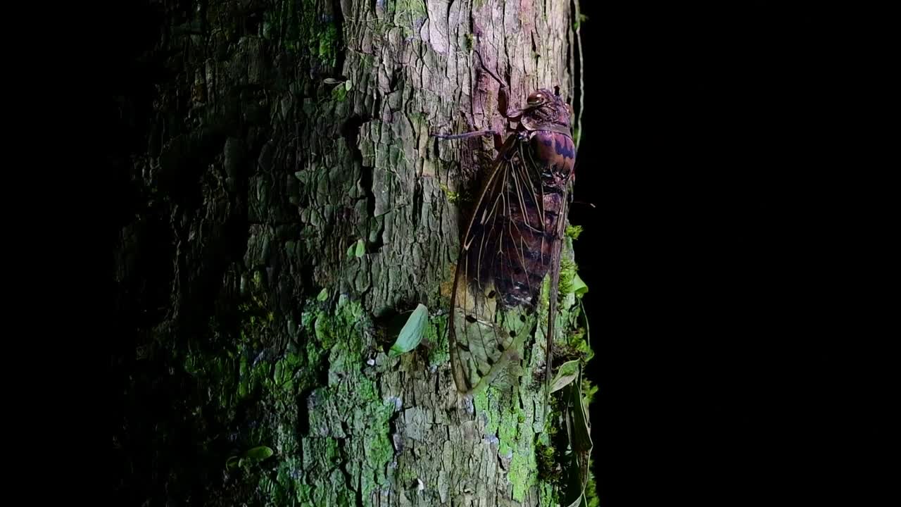 esta cigarra gigante trepando un árbol en la noche, megapomponia intermedia, encontrada en las selvas de tailandia