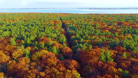forest in bright fall colors with lake in the background one a sunny dayand a path cut through the trees