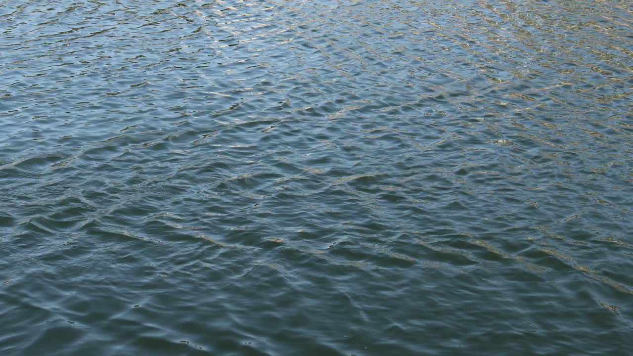 Grupo de patos nadando pacíficamente por el agua