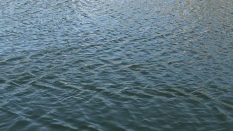 group of ducks swimming peacefully across water