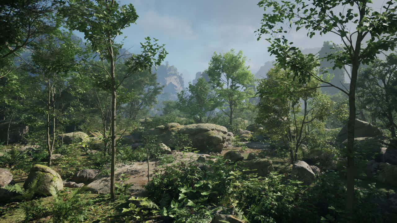 안개 가 가득 한 산 들 이 있는 조용 한 숲 풍경