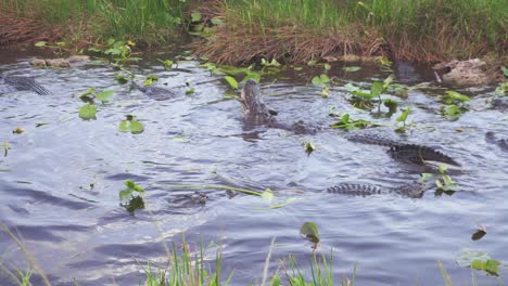 alligators eating fish in south florida everglades in 4k resolution