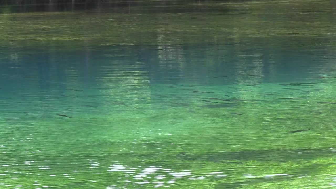 Trout swimming in the Niangua River at Bennett Spring State Park in Missouri.
